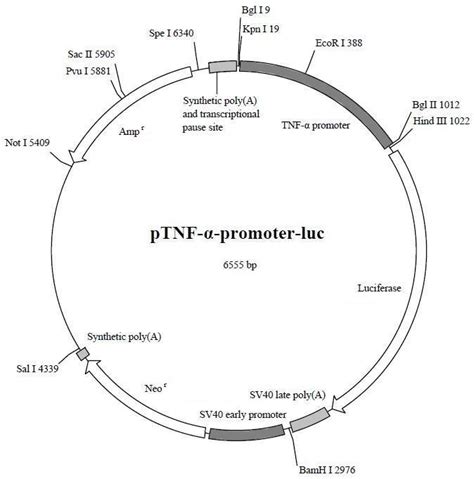 TNF-α启动子荧光素酶报告基因质粒北京现货品牌：百奥莱博北京-盖德化工网