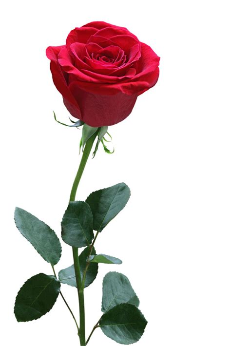红玫瑰花高清图片下载-正版图片500761844-摄图网