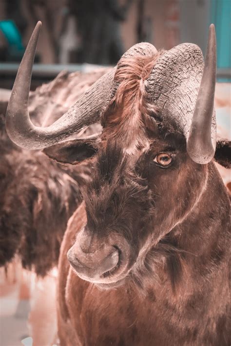 长着大角的西班牙公牛高清图片下载-正版图片504345125-摄图网