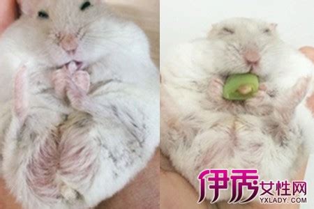 仓鼠公母区分图片