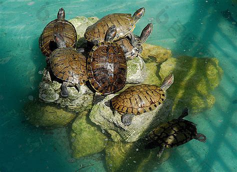 乌龟池塘游泳高清图片下载-包图网