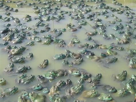 检察公开听证，督促整治牛蛙养殖行业-玉林新闻网