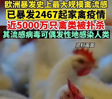 史上最大禽流感在欧洲爆发，37国已扑杀4800只家禽！正随候鸟传播