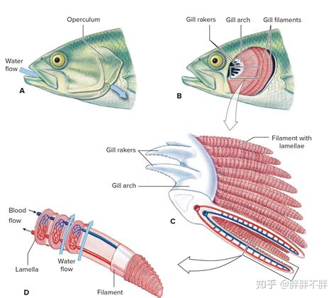 生物学笔记 · 盲鳗、七鳃鳗 & 软骨鱼纲 & 辐鳍亚纲 & 肉鳍鱼类 - 知乎