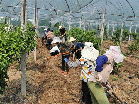 林下魔芋种植技术在楚雄市东华镇开展示范种植-楚雄彝族自治州农业农村局