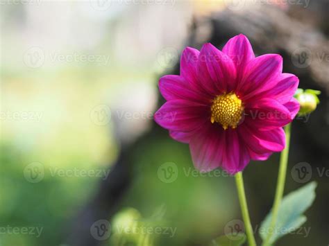 Violet Dark Pink color flower, sulfur Cosmos, Mexican Aster flowers are ...