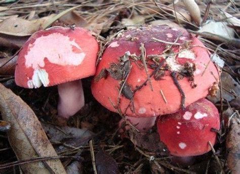 红菇的3大营养价值， 教你如何辨别真假红蘑菇！_凤凰网健康_凤凰网