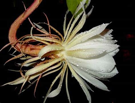 昙花图片