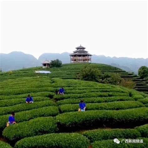 茶香四溢飘千里 布央生活甜如蜜__财经头条