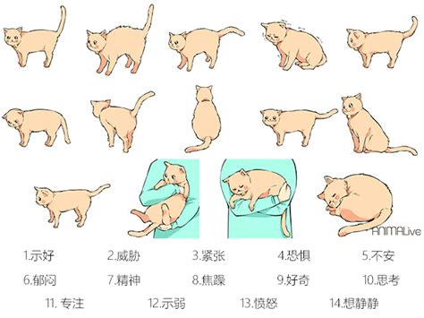 九张图告诉你猫咪尾巴动作代表什么意思 - 知乎