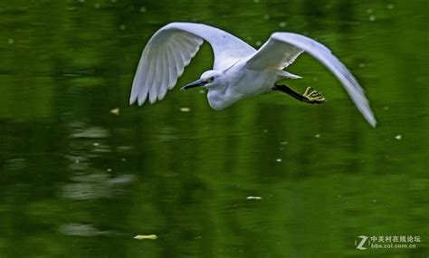 飞翔鹭鸟白天一只白鹭户外湖面飞翔摄影图配图高清摄影大图-千库网