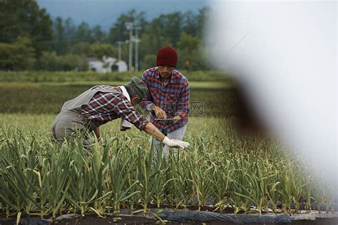 汉阴：市农作物种子站来我县开展2021年玉米品种纯度田间种植鉴定工作_简讯_资讯_种业商务网
