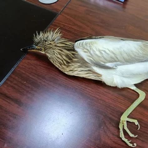 缙云发现一只奇怪的鸟，一查…… - 热点 - 丽水在线-丽水本地视频新闻综合门户网站