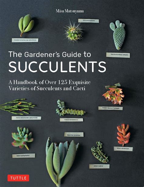Succulent Garden Wallpapers - Top Những Hình Ảnh Đẹp