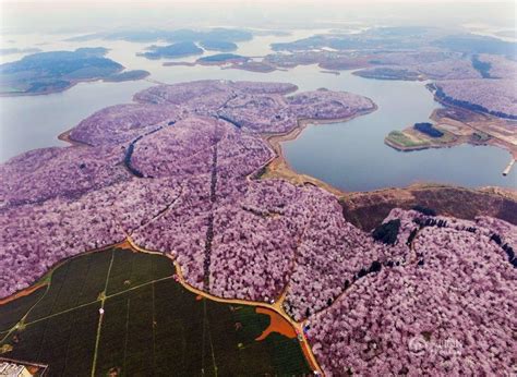 清镇红枫湖万亩樱花——每一瓣都值得等待-清镇旅游攻略-游记-去哪儿攻略