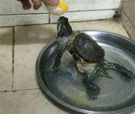 老人收养乌龟10年后发现它尽然越长越离谱!(图)_北京时间