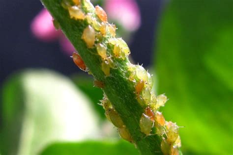 【种植技术】柑橘蚜虫如何防治，柑橘叶感染上了蚜虫怎么办？学好这几种方法 - 知乎