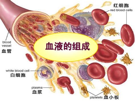 ASNR-004-仿生血流动力学血液循环系统腹部血管模型_血管模型-世联博研（北京）科技有限公司