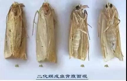 二化螟图片