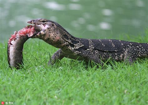 泰国呵叻府3米巨蜥闯长者家 - 神秘的地球 科学|自然|地理|探索