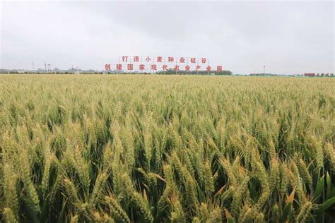 今天，“中国优质小麦之都”焦作（温县）种子盛会启幕-大河新闻
