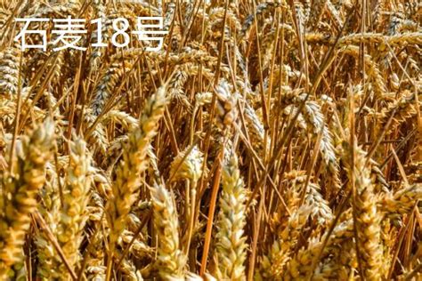 河北高产小麦品种介绍，看看这六种 - 农服务