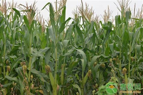 山西省玉米品种推荐 - 惠农网