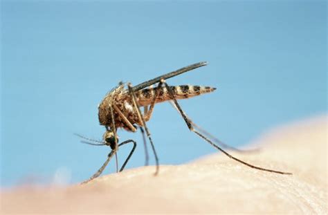 6种人最爱招蚊子 看看你是哪种？_健康频道_凤凰网