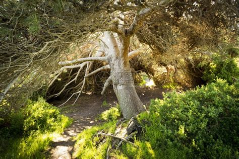 植物景观光束巨大的松树形成一个栖身之所金光的阳流进高清图片下载-正版图片307751459-摄图网