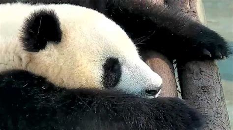 饲养员带熊猫滑滑梯，熊猫宝宝玩到停不下来，镜头记录全过程_腾讯视频