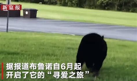 美国黑熊为脱单徒步650公里 超14万人时刻关注_中国网
