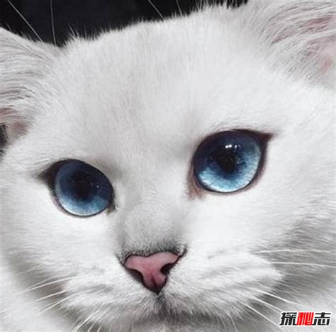 世界上眼睛最漂亮的猫:英国短毛猫科比(碧蓝色眼珠)_探秘志