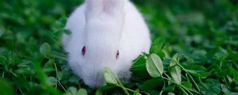 梦见很多兔子幼崽是什么意思 - 解梦命理 - 微文网(维文网)