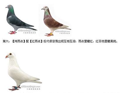 羽色配对--中国信鸽信息网相册