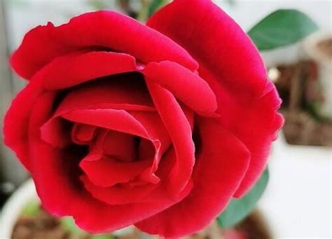 红色玫瑰花语是什么意思（9朵、19红玫瑰寓意和象征）-养花技巧-长景园林网