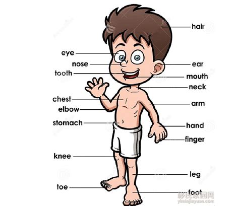 小学英语身体部位的学习 Body parts_word文档在线阅读与下载_无忧文档