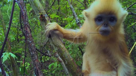怀里抱着幼崽的柏尔猴高清图片下载-正版图片504333893-摄图网