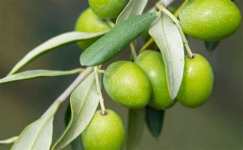 油橄榄价格和油橄榄功效介绍-中国木业网