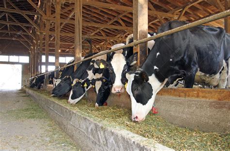 现代农场牛棚挤奶牛吃干草高清图片下载-正版图片504983524-摄图网