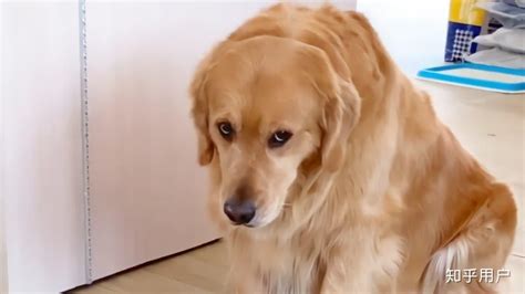 金毛是什么犬，世界十大最受欢迎的狗-我的宠舍