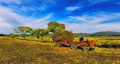 农民在田中高清图片下载-正版图片500349199-摄图网