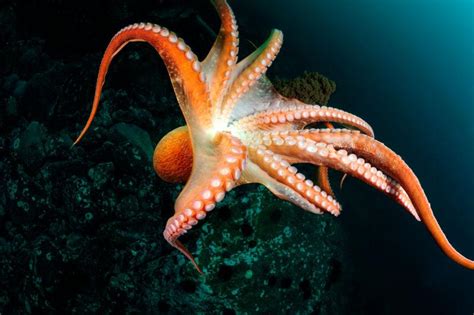 Amongus章鱼模式：深海大章鱼出没，伸出长长触手，拉船员入海底_腾讯视频