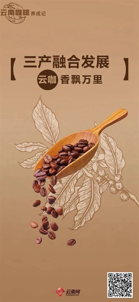 云南咖啡豆采摘季节时间表 云南咖啡产区品种的特点介绍 中国咖啡网