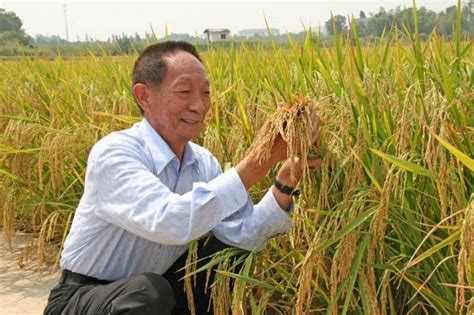 袁隆平宣布重大成果：水稻亲本去镉技术获突破 - NetSmell