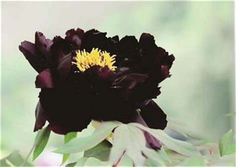黑牡丹花各个品种图片 - 惠农网触屏版