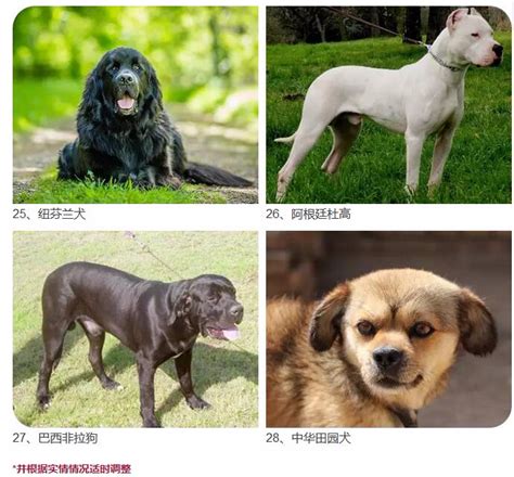 宁波人注意了！这28种烈性犬禁止饲养-浙江新闻-浙江在线