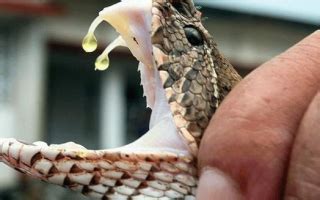世界上最毒的蛇是什么蛇？十大最毒排行榜！__凤凰网