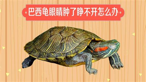 科学家将乌龟解剖, 它的内部构造让人眼前一亮!|乌龟|龟壳|科学家_新浪新闻