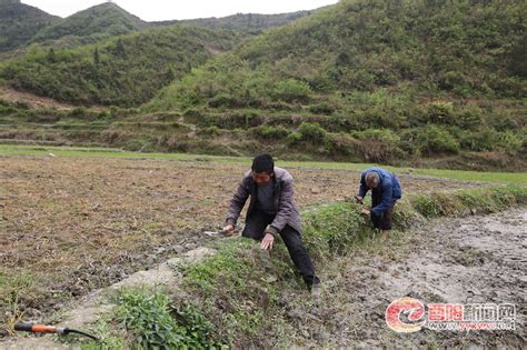 南腰界镇富硒有机稻生产如火如荼-上游新闻 汇聚向上的力量