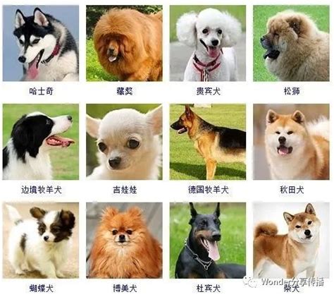 小狗取名大全500个 小狗狗的名字怎么起 - 万年历